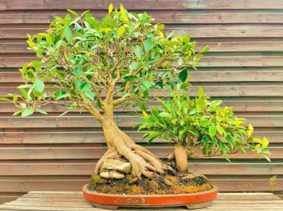 How to Use a Large Ficus Bonsai Tree as a Living Landscape Landmark